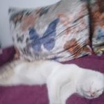 Image de Profil de Benfaida.rachid113