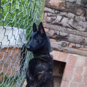 Annonce Chiots berger hollandais