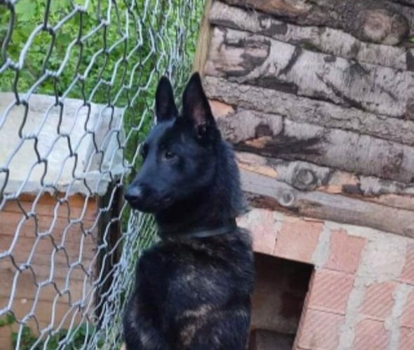 Image annonce: Chiots berger hollandais
