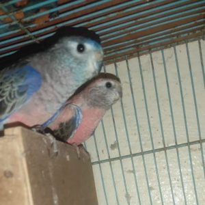 Annonce Couple perruche de bourke chnabr