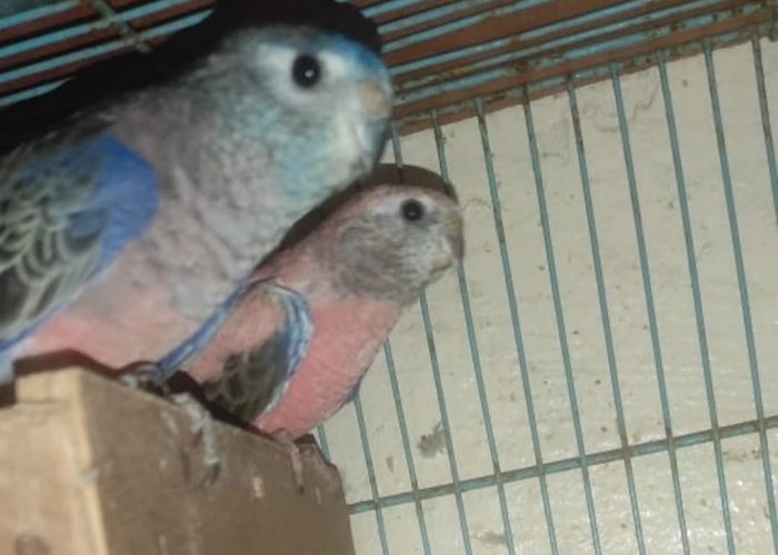 Image annonce: Couple perruche de bourke chnabr