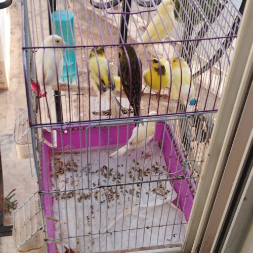 Annonce: Oiseau canari calopsite couple perruche
