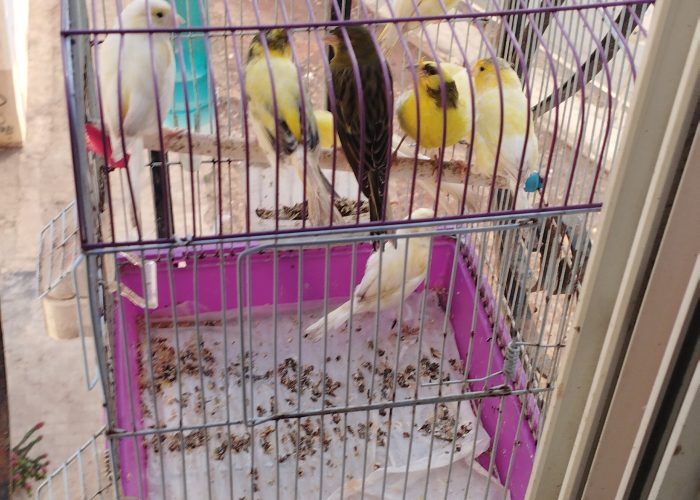 Image annonce: Oiseau canari calopsite couple perruche