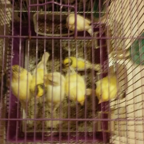 Annonce: Oiseau canari male adulte jaune 5 piece