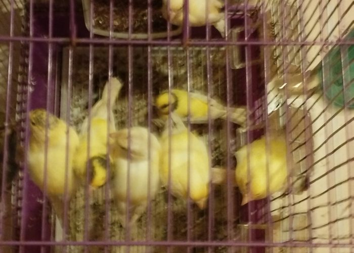 Image annonce: Oiseau canari male adulte jaune 5 piece