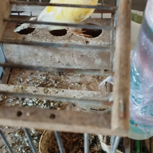 Annonce: Oiseau canari male calopsite 2couple perruche