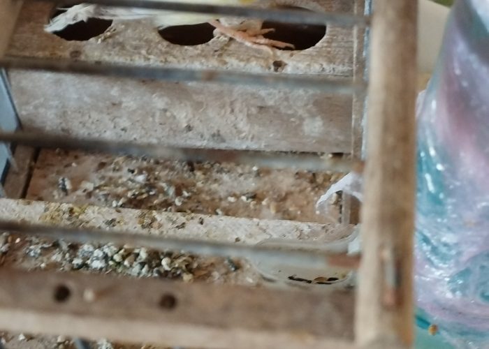 Image annonce: Oiseau canari male calopsite 2couple perruche