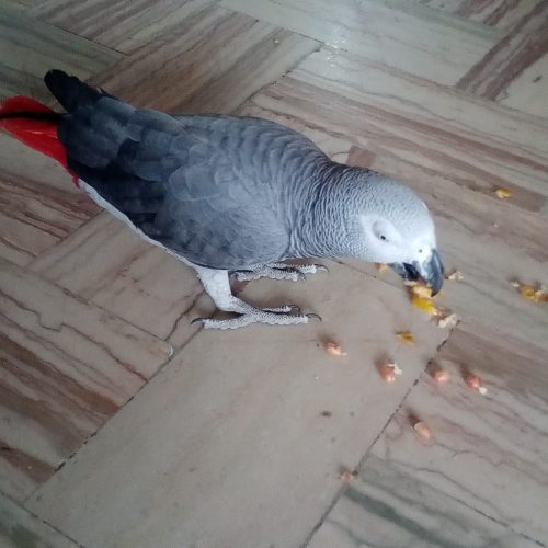 Annonce: Perroquet gabonais