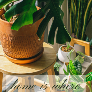 Annonce service jardinage chez terraverde