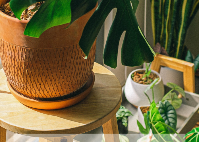 Image annonce: Service jardinage chez terraverde