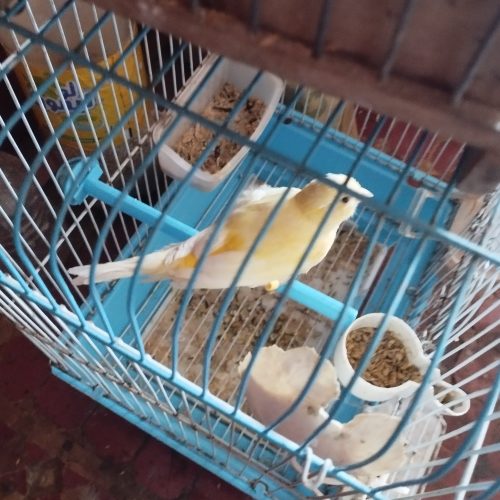 Annonce: Oiseau calopsite couple et couple canari jaune