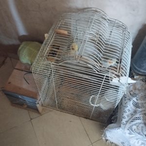 Annonce Cage calopsite et couple calopsite et deux petit calopsite Isabelle