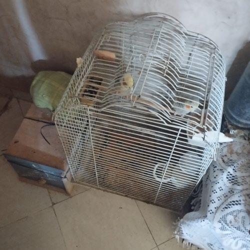 Annonce: Cage calopsite et couple calopsite et deux petit calopsite Isabelle