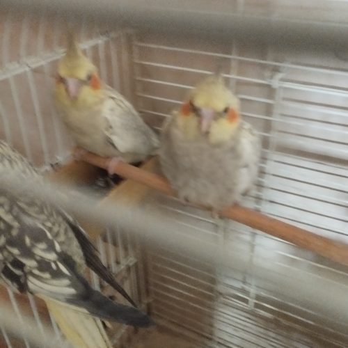 Annonce: Jeune Calopsite Isabelle