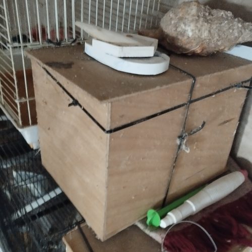 Annonce: Calopsite avec cage prix 130 dh