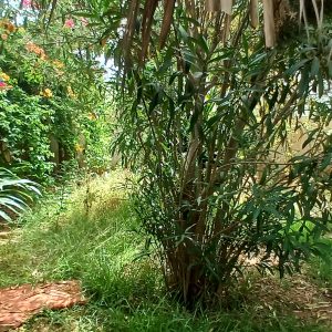 Annonce Vente villa isolée sise a Ain Diab