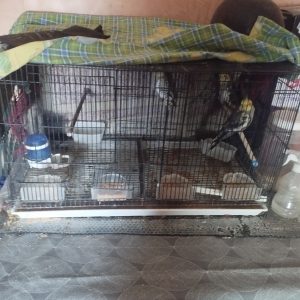 Annonce Cage calopsite et trois calopsitte