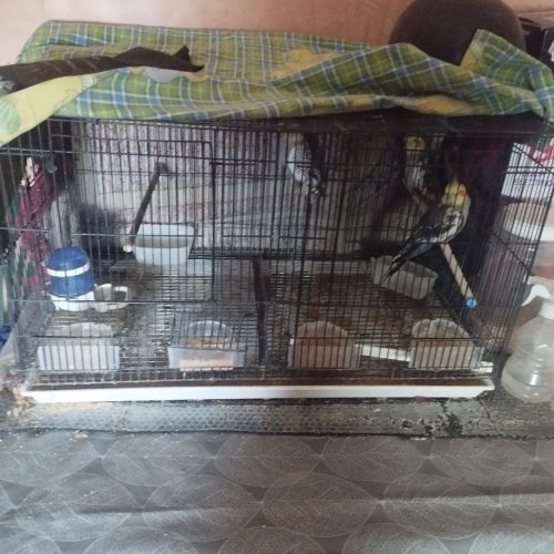 Annonce: Cage calopsite et trois calopsitte