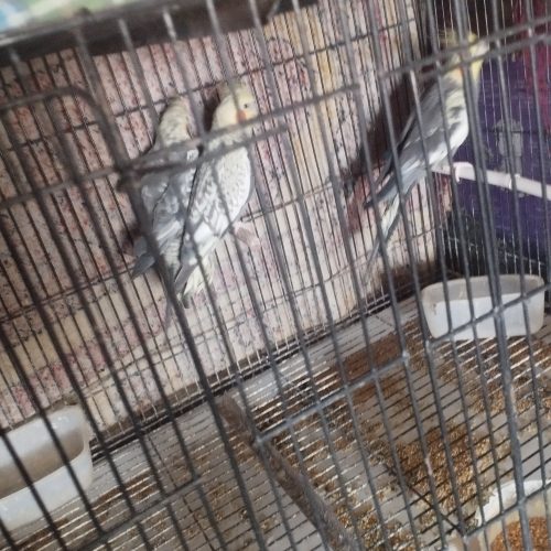 Annonce: Calopsite et cage calopsitte