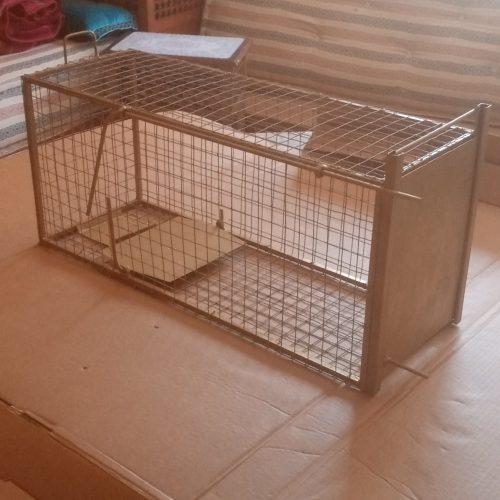 Annonce: Trappe chat lapin